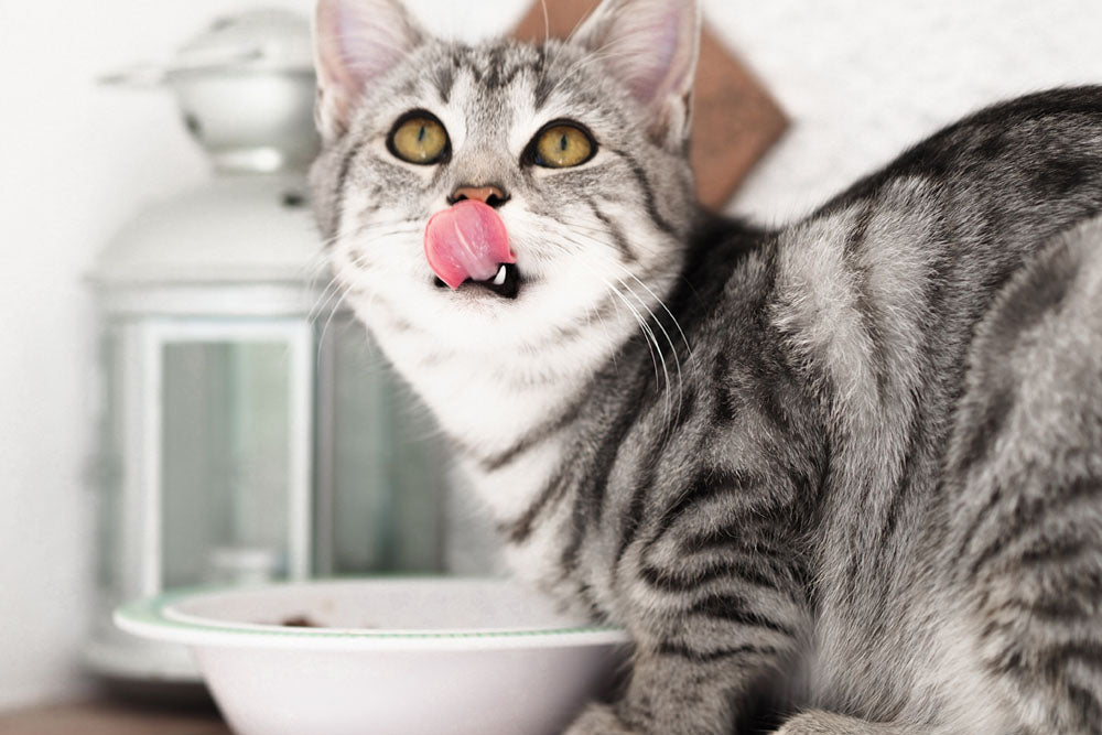 Food puzzles for cats: How to make feeding more natural - Perth Cat Hospital