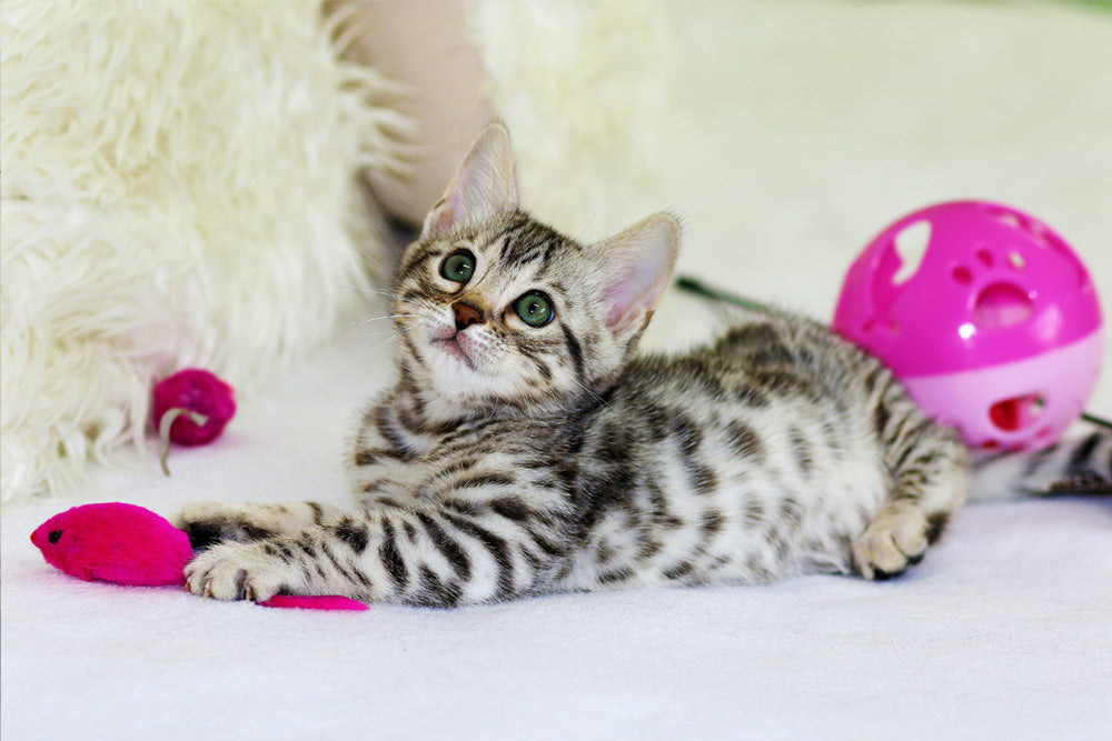 How often should I play with my Cat? Cat Nets