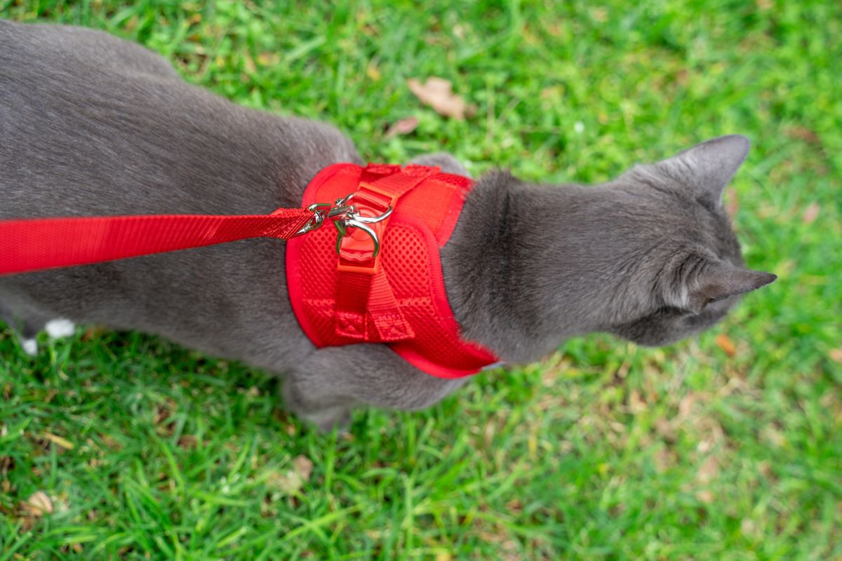 Stunning Red Cat Harness Leash Attachment Point image