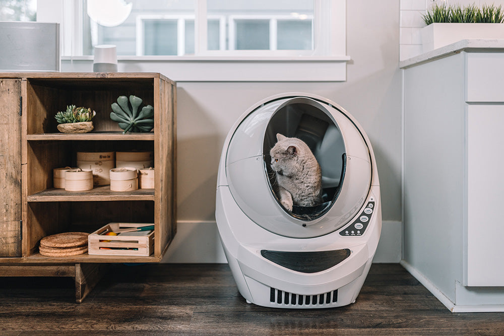 Litterbox Basics – make sure your cat is thinking inside the box – Catnets