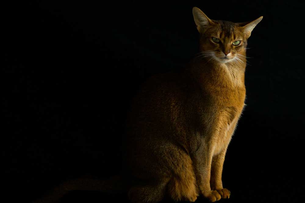 Cat Lovers guide to the Abyssinian Cat | Cat Nets – Catnets
