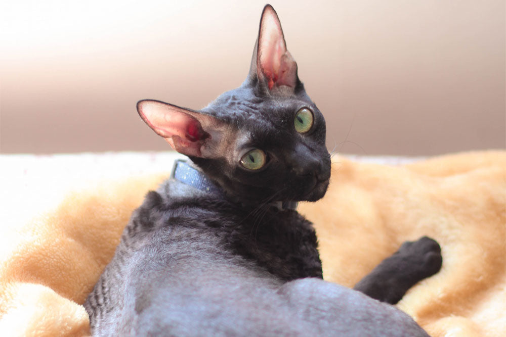 Cat Lovers guide to the Cornish Rex Cat | Cat Nets – Catnets