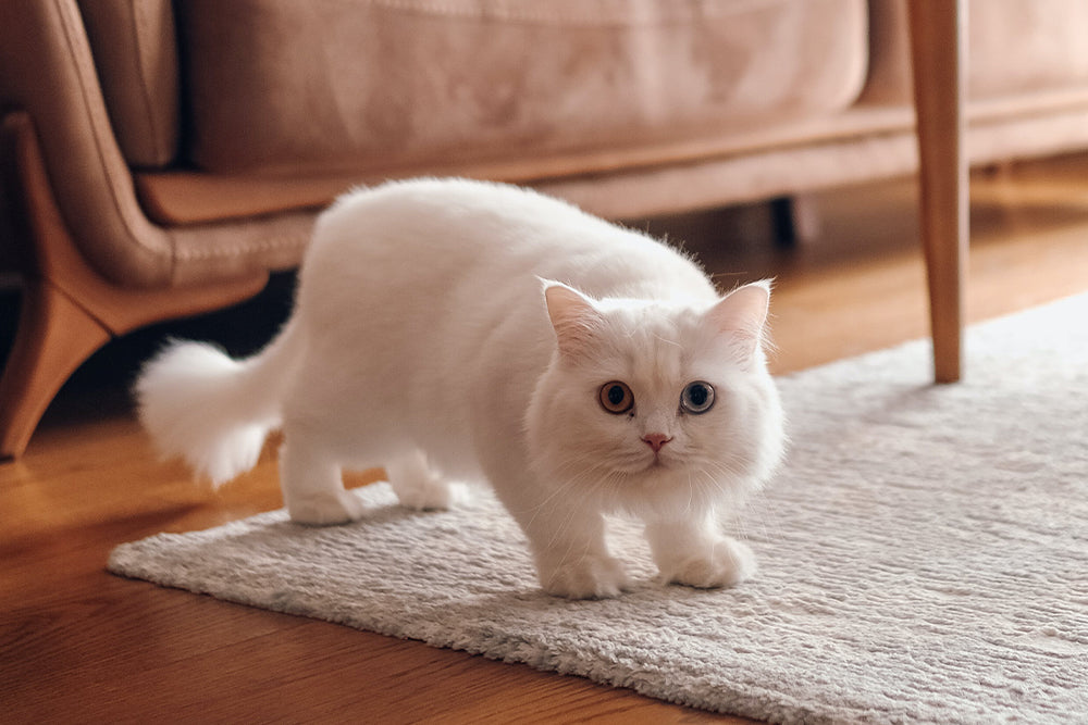 Cat Lovers guide to the Munchkin Cat