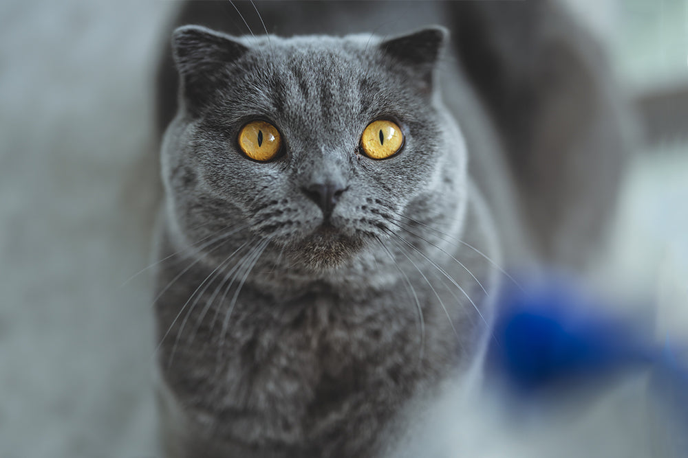 Sort Scottish Cat Lovers guide to the Scottish Shorthair Cat – Catnets