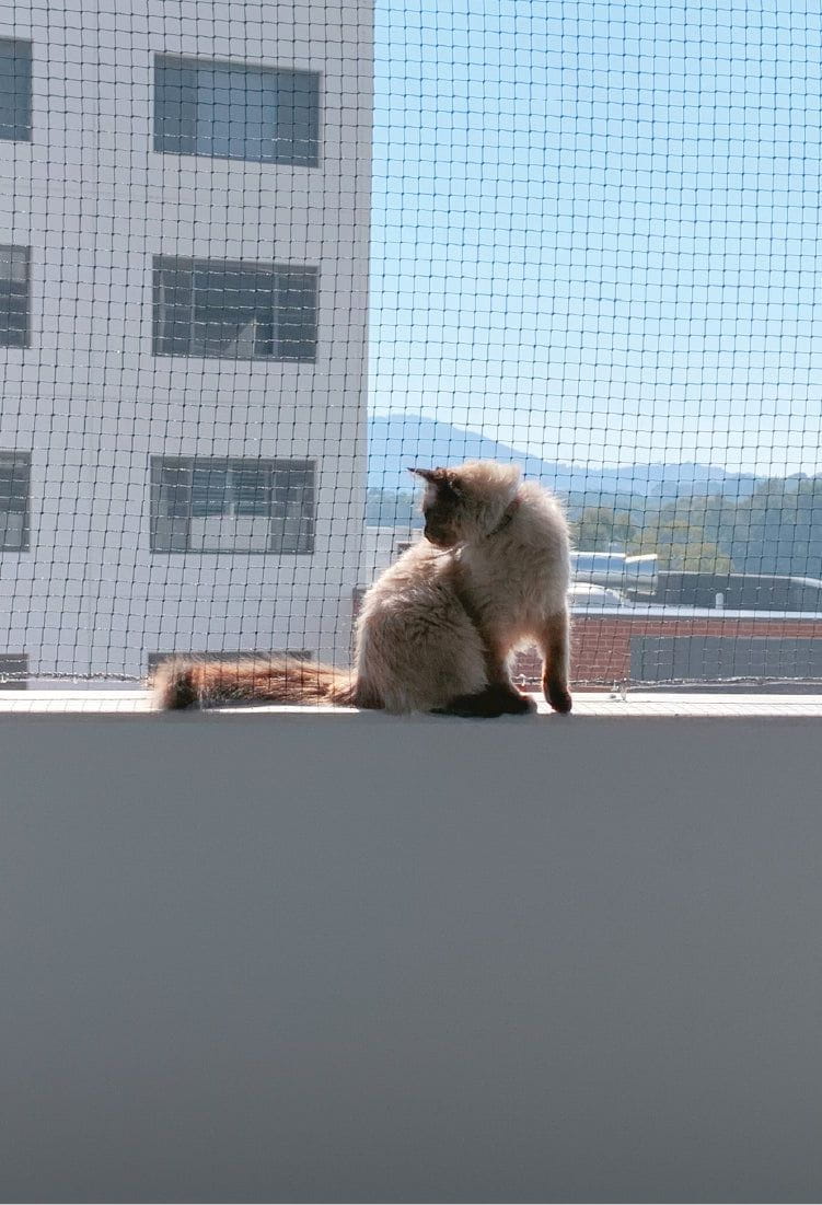 Catnet Catnets | Cat Enclosures, Cat nets, Cat Netting, Cat Runs, Containment