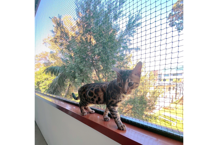 Catnet 4m x 1.8m DIY Cat enclosure netting pack | Cat Nets – Catnets