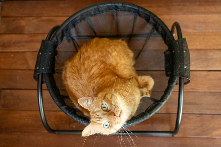 Catnets Cat Furniture Skywalks Floor Cat Hammock – With Stand