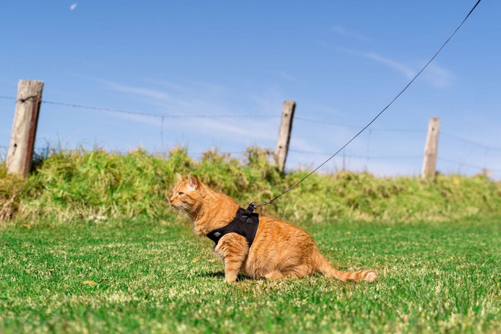 Havapet Pet Collars & Harnesses Cat Harness with Vest