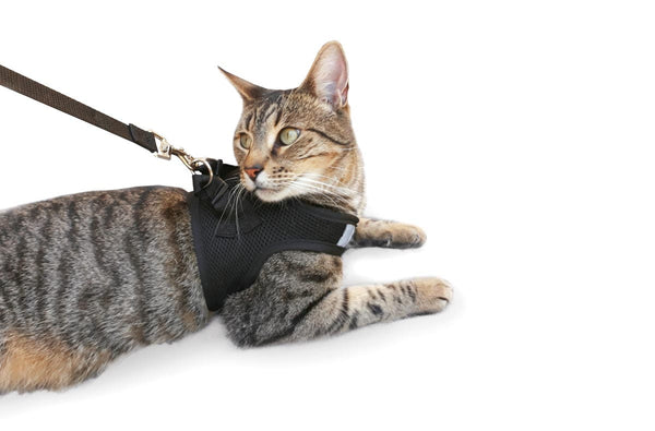 Havapet Pet Collars & Harnesses Medium Cat Harness with Vest