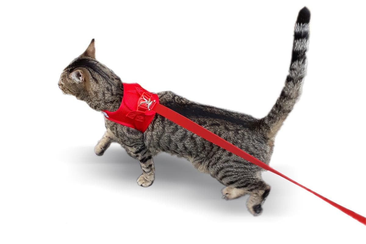 Havapet Pet Collars & Harnesses Cat Harness with Vest - Red