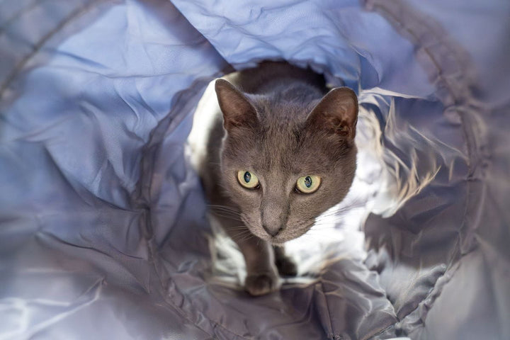 Havapet Cat Furniture Accessories Cat Play Tunnel
