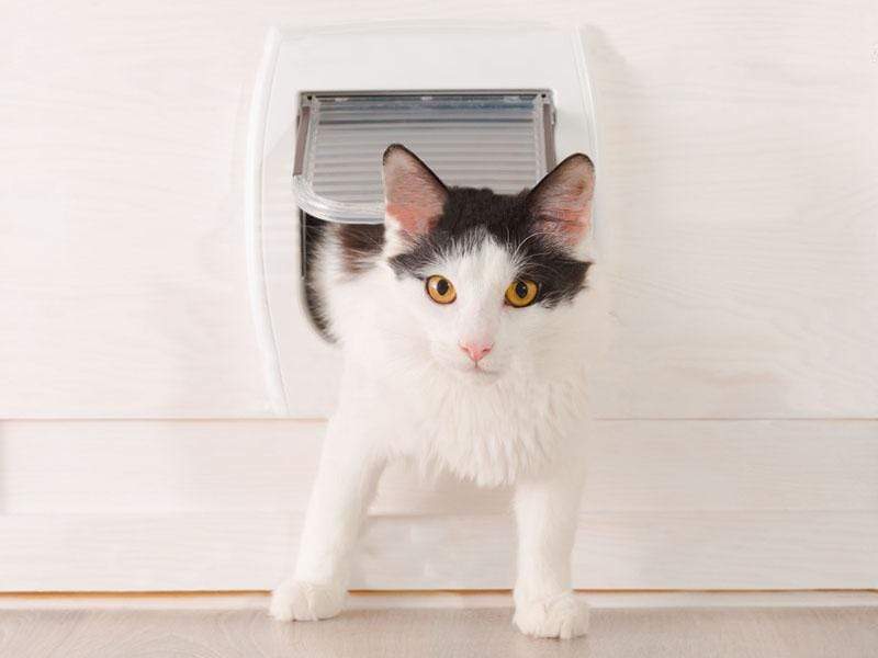 Door mesh for clearance cats