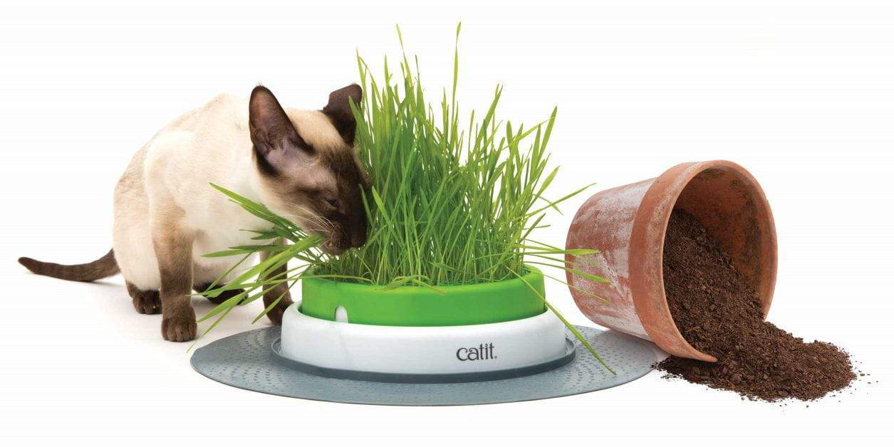 Catit grass hot sale refill