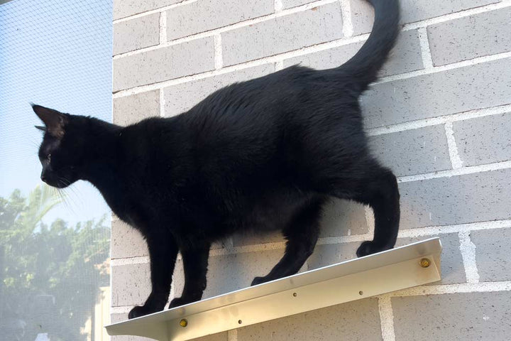 Catnets SKYWALKS Cat Climbing System Carpeted Cat Climbing Ramp
