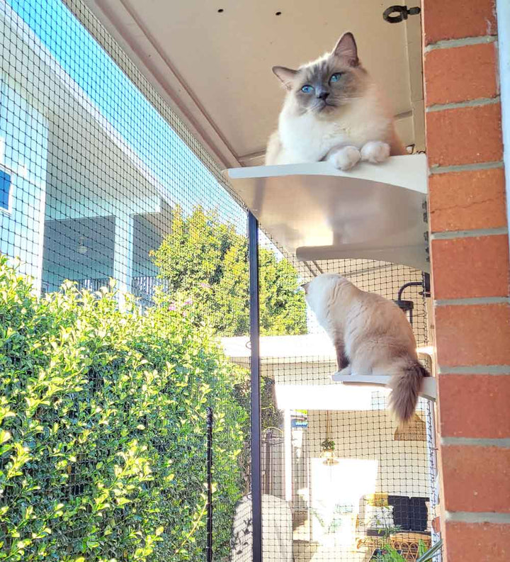 Catnets SKYWALKS Cat Climbing System Carpeted Large Cat Climbing Platform