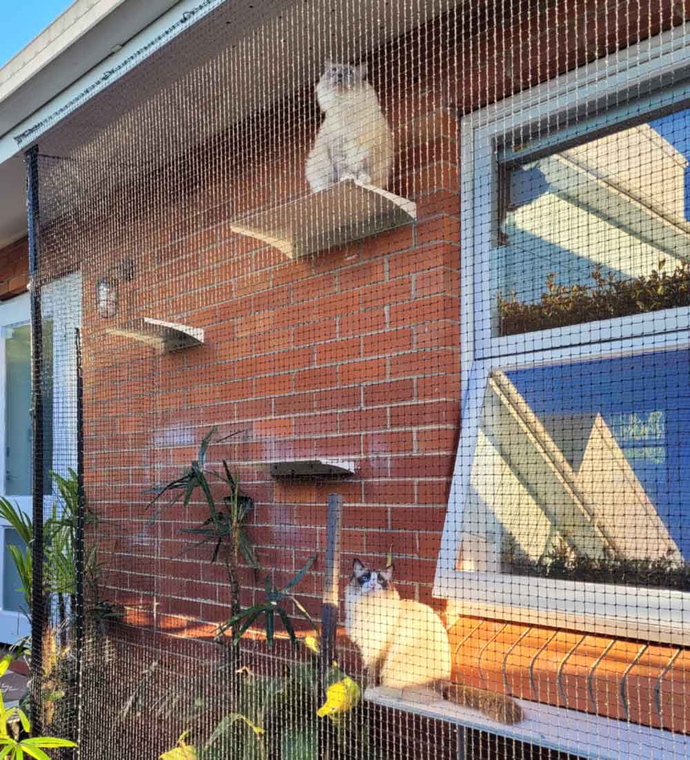 Cat wall 2024 climbing systems australia