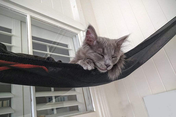 Outdoor cat best sale accessories