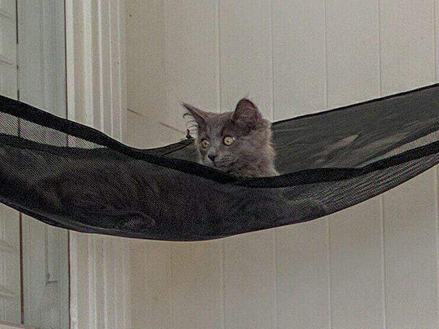 Corner hot sale cat hammock