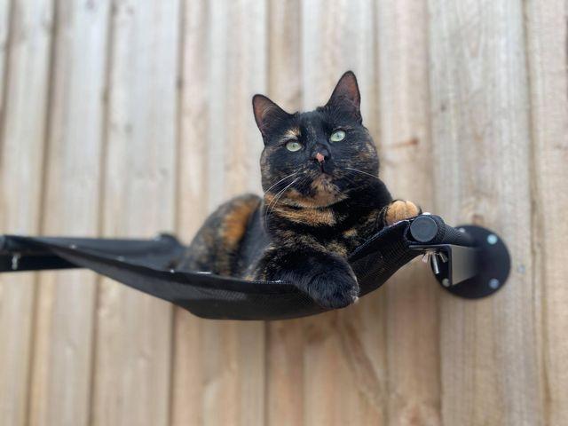 Catnets SKYWALKS Cat Climbing System Skywalks Cat Hammock - Wall Mounted